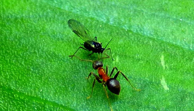 che specie di formica? Lasius emarginatus